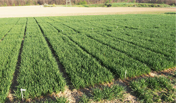 Der Parzellenversuch mit der Sorte Elixer stand auf dem Lehr- und Versuchsbetrieb Tachenhausen.