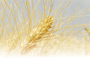 Hartweizen kurz vor der Reife. Zur Reife und Ernte sind trockene, warme Bedingungen wichtig.