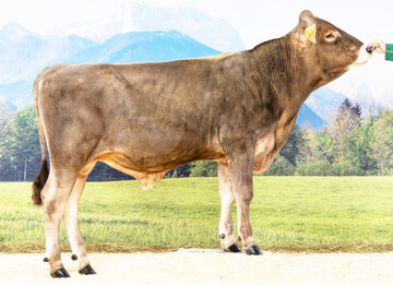 Der Bulle Dacapo ist die aktuelle Nummer eins der Brown Swiss-Zucht.