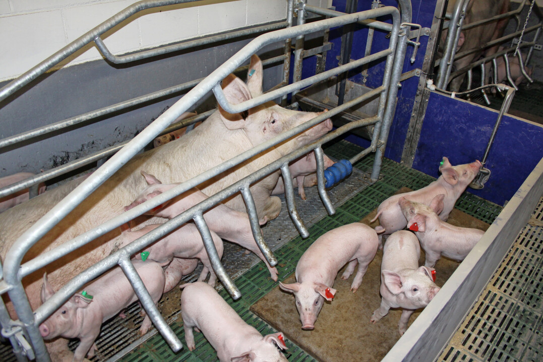 Inzwischen gibt es weniger als 100.000 Zuchtsauen auf den Ferkelerzeugerbetrieben im Südwesten. Das zeigen aktuelle Erhebungen des Statistischen Landesamtes.