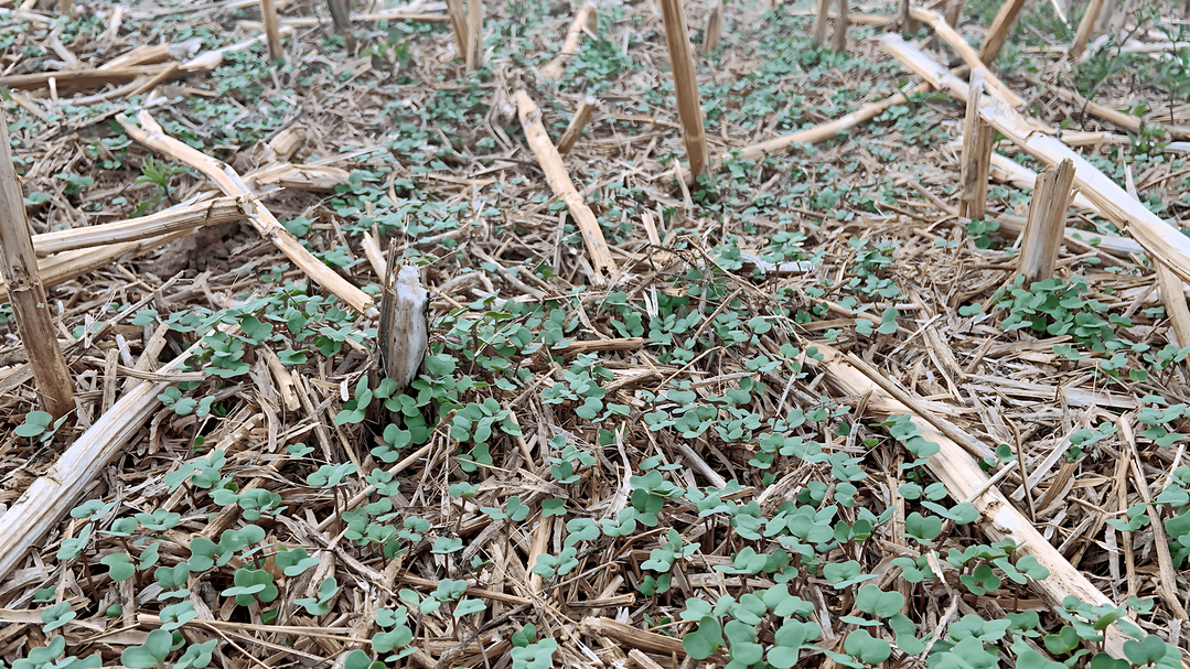 Nach der Rapsernte liegt der Fokus der Bodenbearbeitung darauf, die Keimung von Unkräutern und Ausfallraps zu begünstigen.