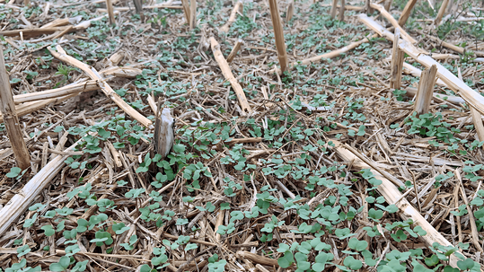 Nach der Rapsernte liegt der Fokus der Bodenbearbeitung darauf, die Keimung von Unkräutern und Ausfallraps zu begünstigen.