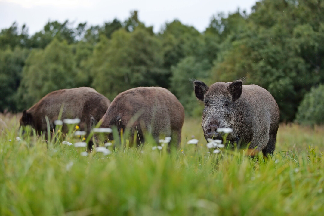 Drei Wildschweine (Sus scrofa) auf einer Wiese am Waldrand