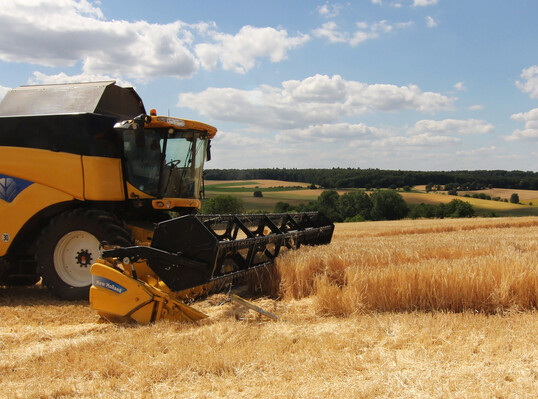 Die Winterbraugerste schneidet dieses Jahr auf guten Standorten gut ab.