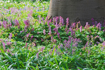 Der Gefingerte Lerchensporn (Corydalis solida) ist f�r halbschattige bis schattige Duftbeete ideal.