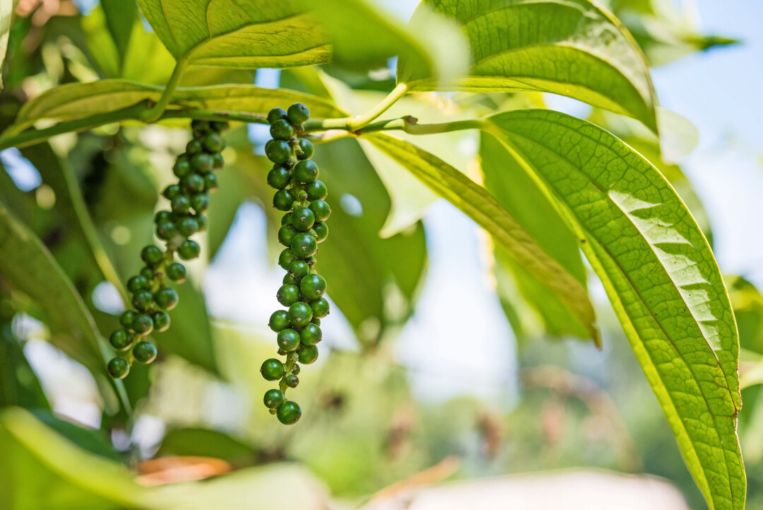 Gr�ne Beeren von schwarzem Pfeffer am Strauch.