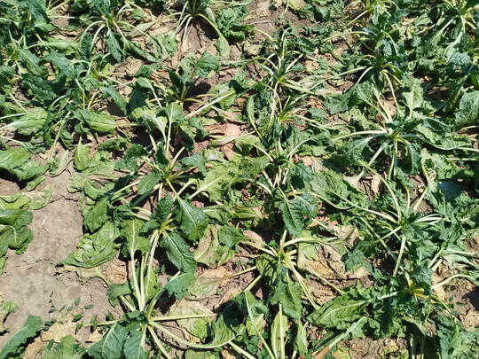 Spritzfenster einer Zuckerr�benfl�che im Landkreis Ludwigsburg am 30. Juni 2025. Rechts vorne im Bild sieht man das Spritzfenster, in welchem keine Insektizide appliziert wurden. Links sowie im hinteren Bereich des Bildes wurden im Abstand von 14 Tagen bereits dreimal Mischungen aus jeweils einem systemischen Mittel sowie einem Pyrethroid appliziert. Die R�ben im Spritzfenster zeigen bereits Ende Juni bei trockener und hei�er Witterung deutlich Welke-Symptome, die bei einer Infektion mit Stolbur �blich sind.