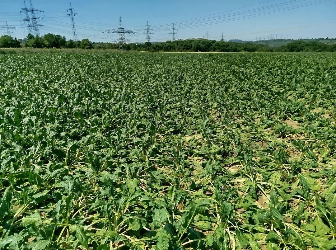 Deutliche Welke-Symptome im Spritzfenster einer Zuckerr�benfl�che im Landkreis Ludwigsburg am 30. Juni 2025.