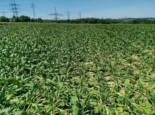 Deutliche Welke-Symptome im Spritzfenster einer Zuckerrübenfläche im Landkreis Ludwigsburg am 30. Juni 2025.