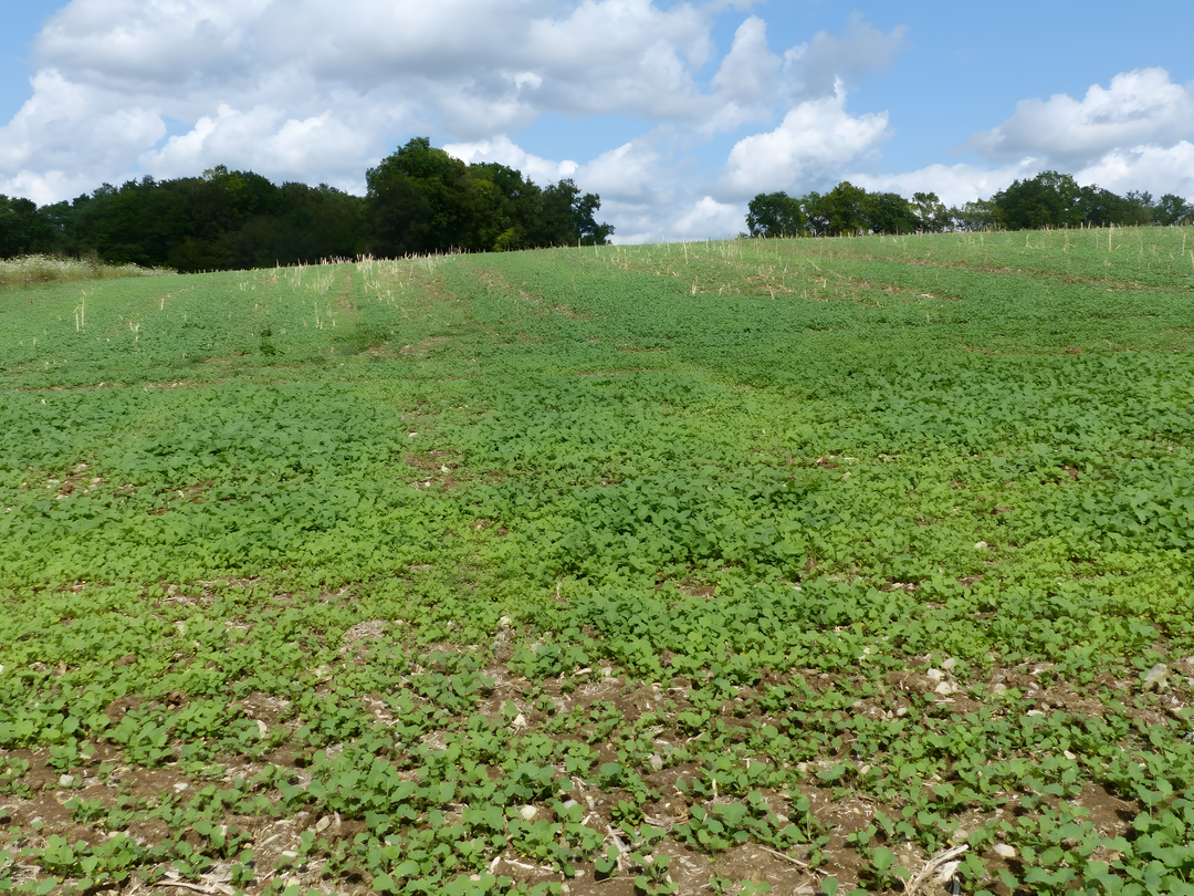 Rapsfl�chen vorzugsweise nach der Ernte mulchen. Aufgelaufener Ausfallraps sollte nach einigen Wochen im 4-Blatt-Stadium chemisch oder mechanisch beseitigt werden.