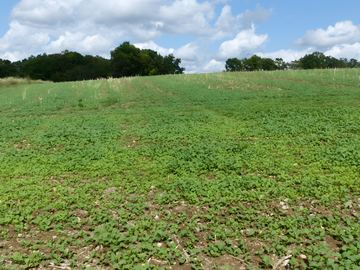 Rapsfl�chen vorzugsweise nach der Ernte mulchen. Aufgelaufener Ausfallraps sollte nach einigen Wochen im 4-Blatt-Stadium chemisch oder mechanisch beseitigt werden.
