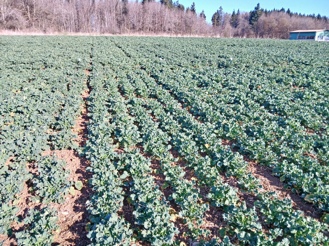 Die Landessortenversuche Raps in D�ggingen Anfang M�rz.