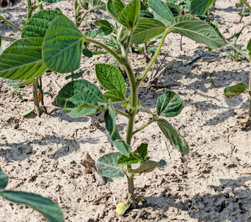 Die Ertr�ge der Sojabohne sind witterungsbedingt stark schwankend.