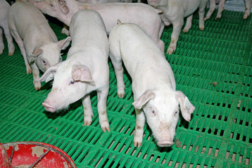 Organische S�uren im Futter reduzieren den pH-Wert und die Pufferkapazit�t der Ration. Dadurch kann die Keimentwicklung gemindert und die Futterqualit�t gesichert werden.