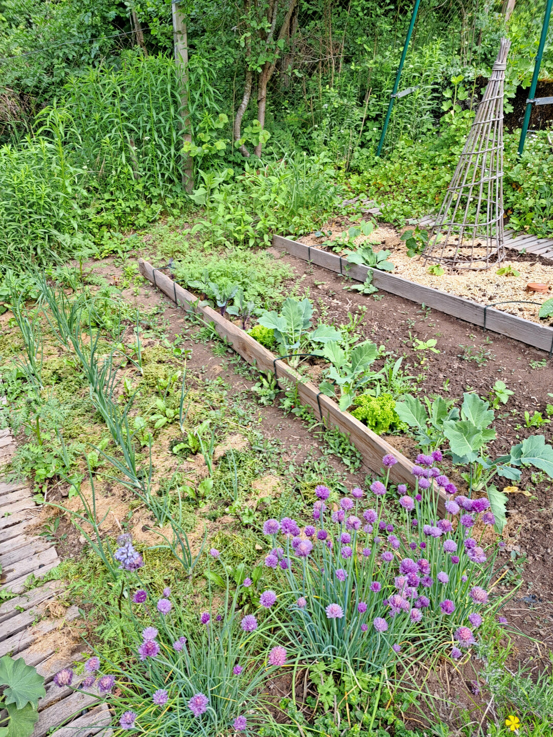 Hacken und Mulchen verringert im Gem�sebeet die Verdunstung der Bodenfeuchte sowie Bodenerosion bei Starkregen.