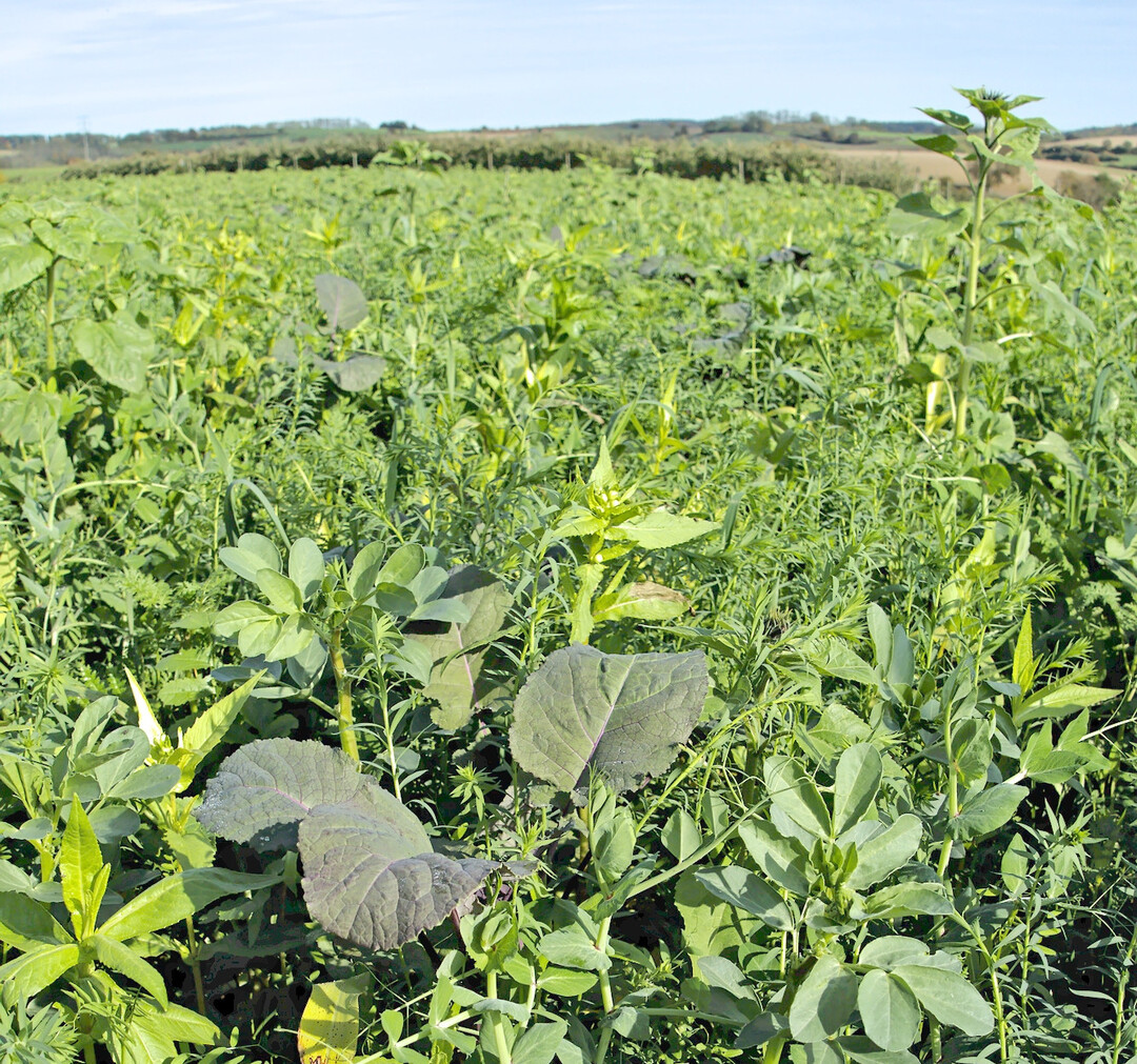 Achten Sie bei der Etablierung von Zwischenfrüchten auf die unterschiedlichen Ansprüche der einzelnen Komponenten an die Saattiefe.