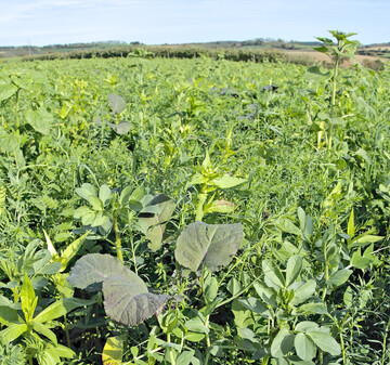 Achten Sie bei der Etablierung von Zwischenfr�chten auf die unterschiedlichen Anspr�che der einzelnen Komponenten an die Saattiefe.
