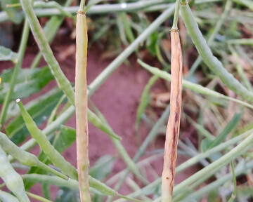 Schadbild des Kohlschotenr�sslers bei den Landessortenversuchen Winterraps in Kupferzell.