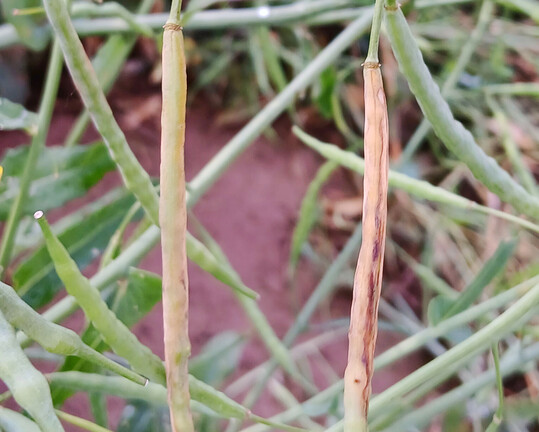 Schadbild des Kohlschotenrüsslers bei den Landessortenversuchen Winterraps in Kupferzell.