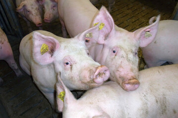 Der Strukturwandel in der Schweinemast und Sauenhaltung h�lt unvermindert an. Das zeigen die Ergebnisse einer aktuellen Umfrage. 