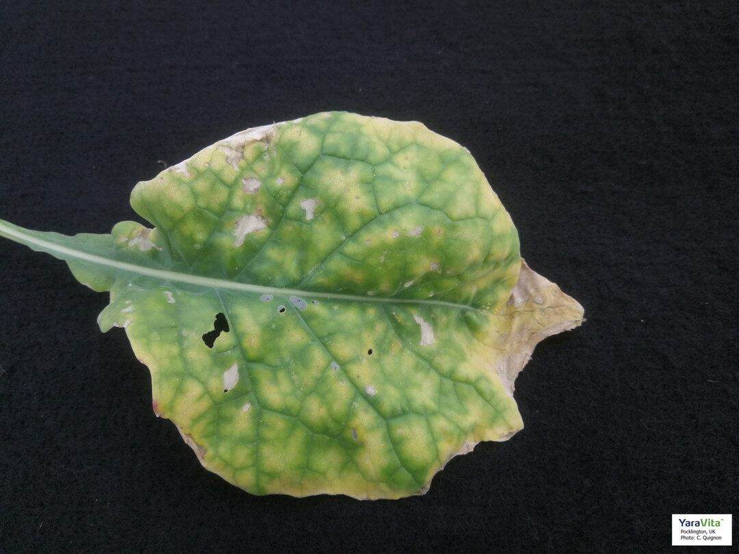 So sieht Magnesium-Mangel in Winterraps aus.