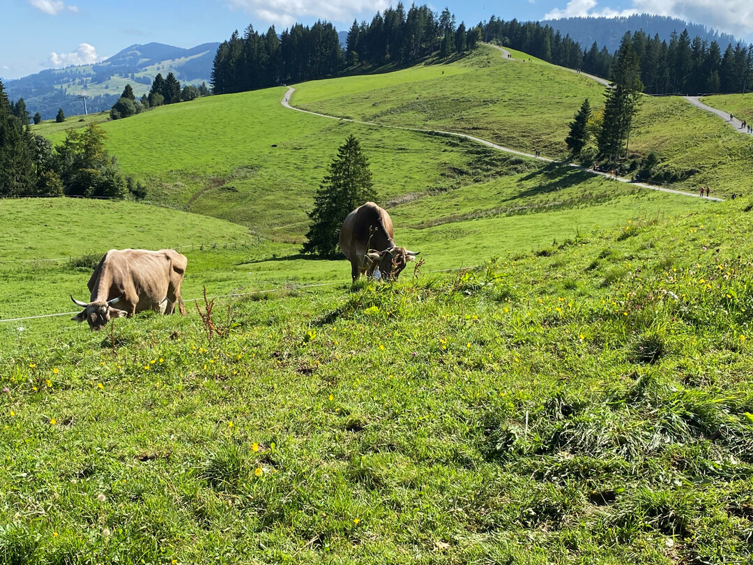 K�he auf einer Weide im bayerischen Voralpenland.