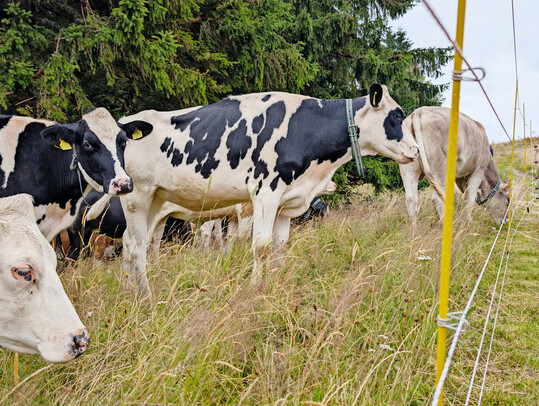 1 Wo die Abwehrwirkung von Z�unen an nat�rlichen Grenzen scheitert, k�nnte die kompakte Herdenf�hrung oder Vorweide eine zumutbare und praktikable Managementl�sung sein.