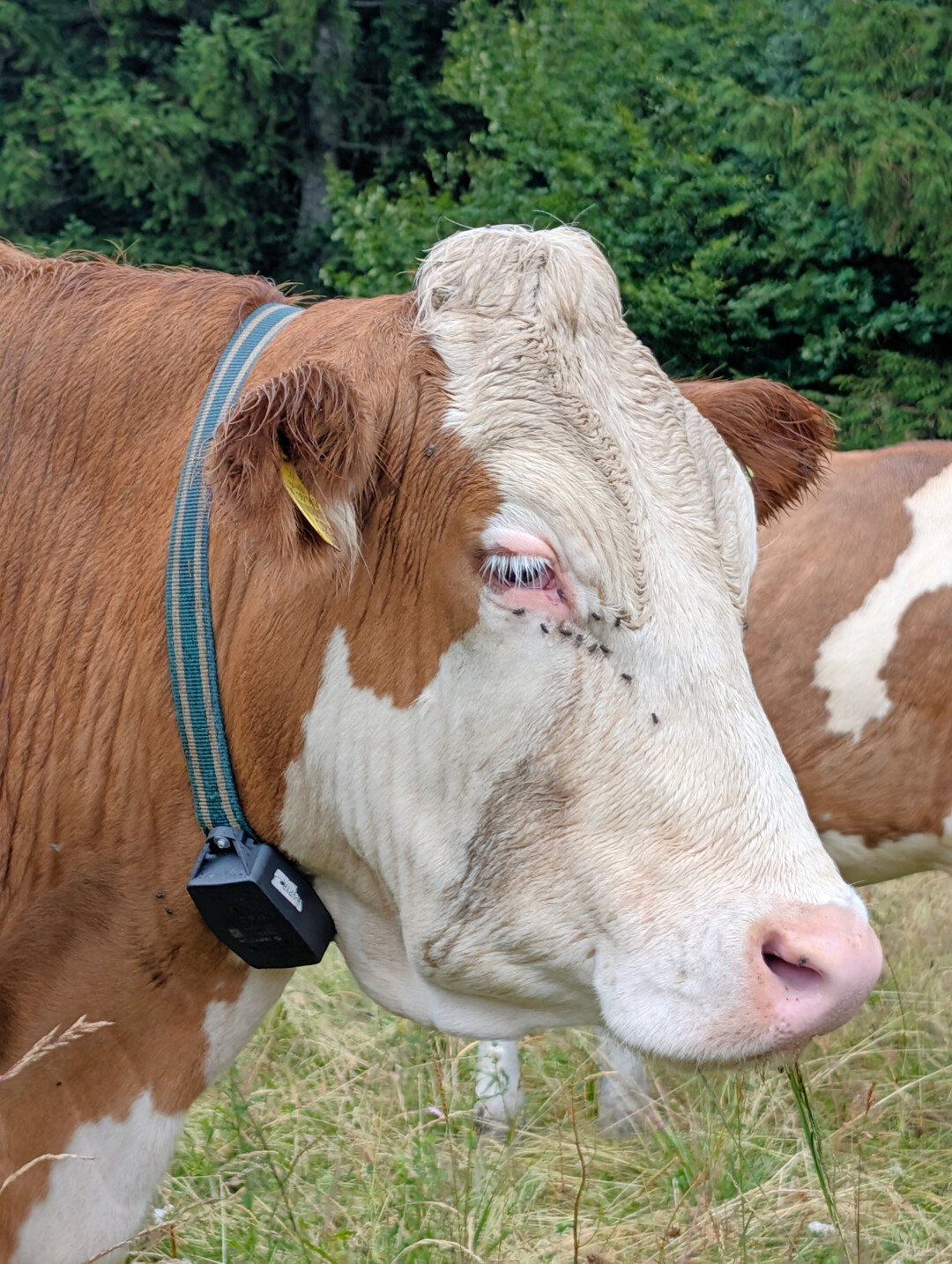 2 Die Rinder tragen GPS-Tracker an Halsb�ndern, die alle zehn Minuten den Standort �bertragen.