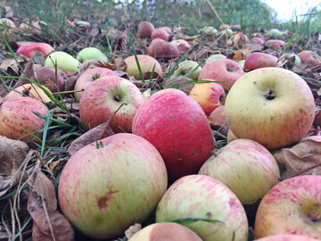Streuobst/Fallobst liegt auf einer Wiese.