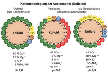 Hier ist rechts ein Kolloid mit Mg-�bers�ttigung zu sehen.