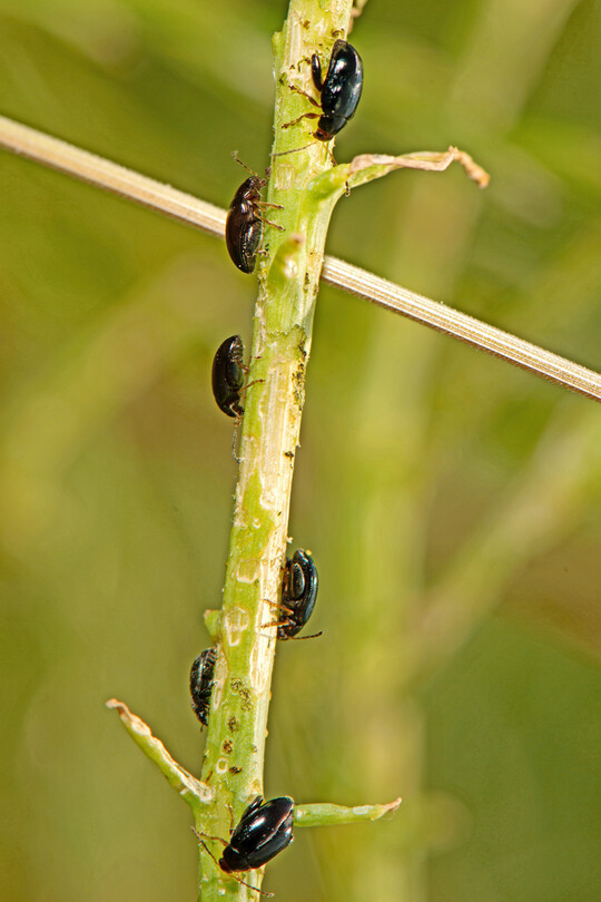 Rapserdfl�he am Rapsst�ngel.