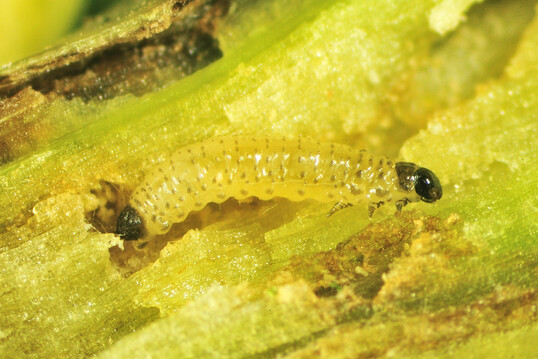 So sieht die Larve des Rapserdflohs aus.