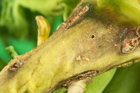 Bohrgang eines Rapserdflohs.