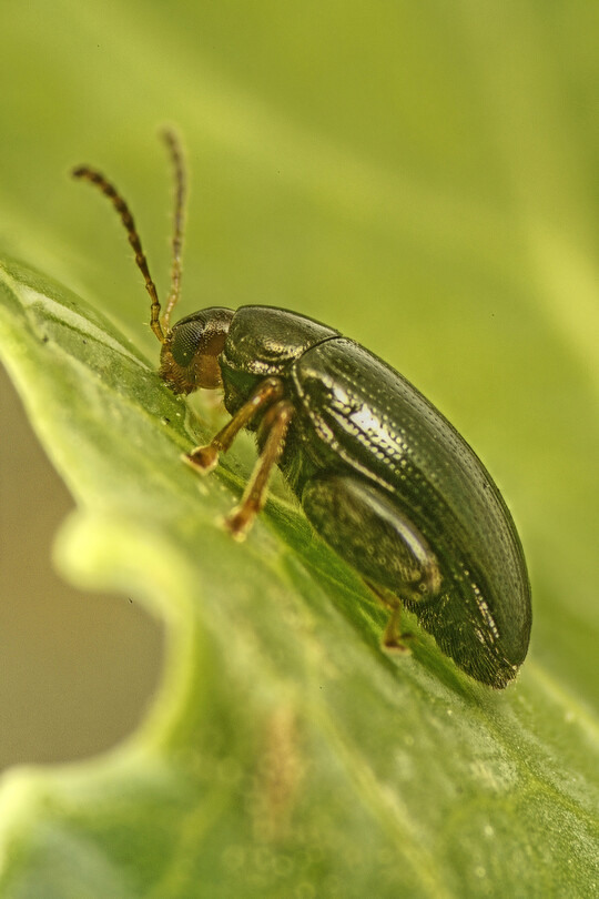 Ein Rapserdfloh im adulten Stadium.
