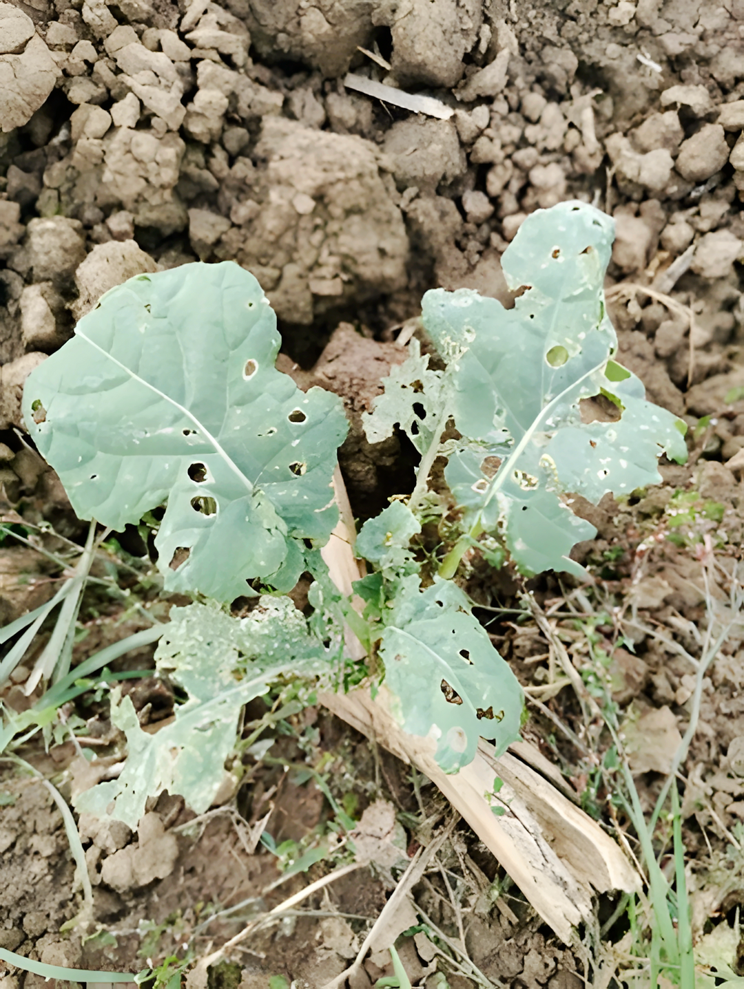 Sch�digung im Blattapparat von Altraps durch Rapserdfloh- und Schneckenfra�.