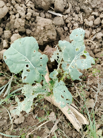 Sch�digung im Blattapparat von Altraps durch Rapserdfloh- und Schneckenfra�.