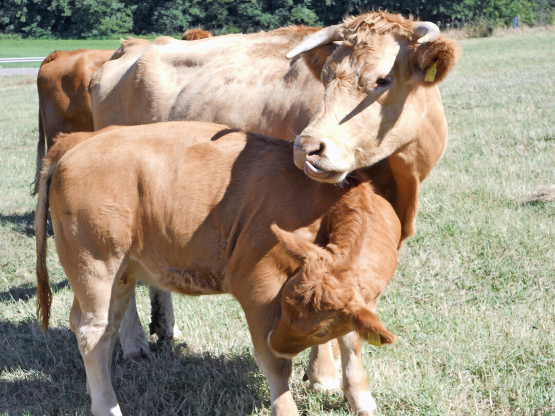 1 Mutterkühe und ihre Kälber fördern den Erhalt von Grünland. Sie leisten damit einen wichtigen Beitrag zum Erhalt regionaler Nährstoffkreisläufe.