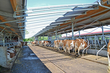 1 In dem dreih�usigen Offenstall der Stier GbR in Unterm�nkheim (Landkreis Schw�bisch Hall) wurden f�r die Fleckviehk�he erh�hte Fresspl�tze eingerichtet � unter anderem, um die Emissionen zu senken.