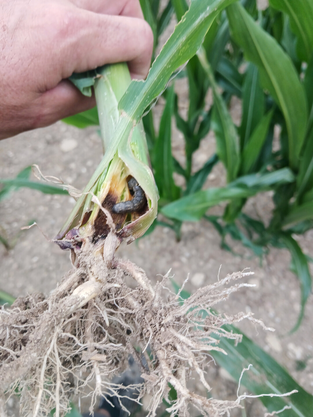 So sieht die Erdraupe in einem Mausstängel aus.