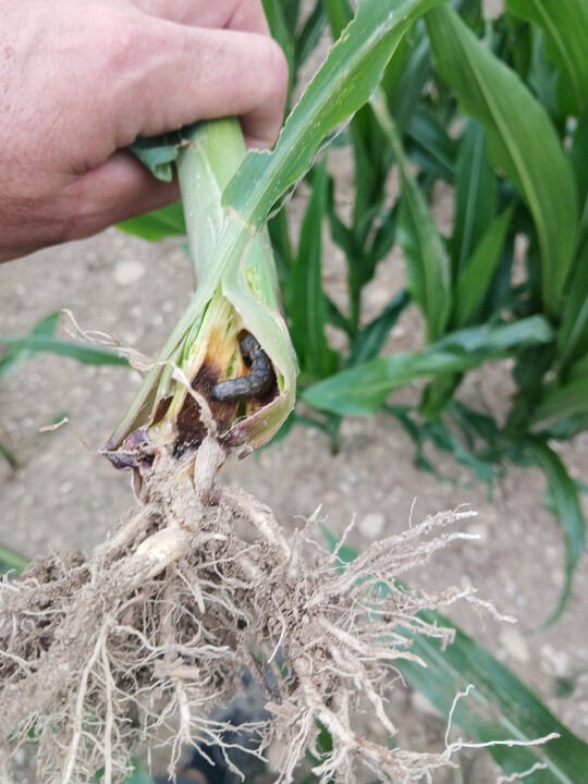 So sieht die Erdraupe in einem Mausst�ngel aus.