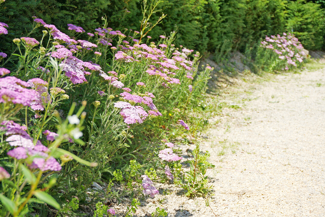Macht am Wegrand und im Garten eine gute Figur: die Schafgarbe.