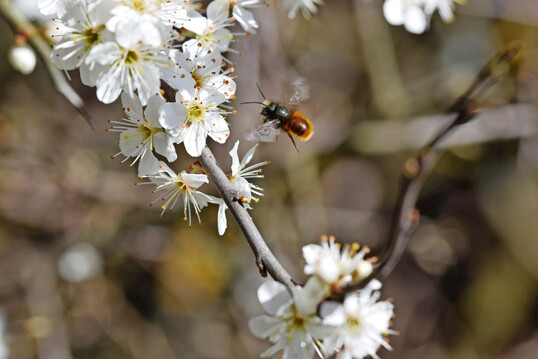 Die Gehörnte Mauerbiene stand wie ihre anderen wilden Mitstreiterinnen bei der Bienenkonferenz im Fokus.