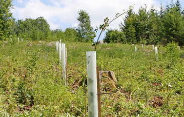 Die nachhaltige Bewirtschaftung von W�ldern, die hier im Bild �ber Neupflanzungen sichergestellt wird, soll die W�lder widerstandsf�higer gegen�ber den Auswirkungen des Klimawandels machen und gleichzeitig ihre Schutz- und Nutzfunktionen erhalten. 