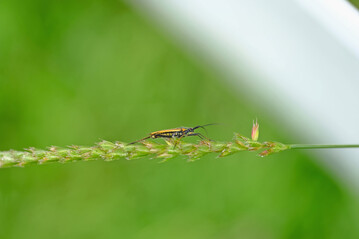 Das Insektizid MospilanSG (Wirkstoff Acetamiprid) ist f�r bestimmte Weichwanzen �ber 11.000-mal giftiger als f�r Honigbienen: so das Ergebnis einer Studie, in der Forschende der Universit�t Hohenheim in Stuttgart die gravierenden Folgen dieses Insektizids f�r Nicht-Zielinsekten aufgedeckt haben.