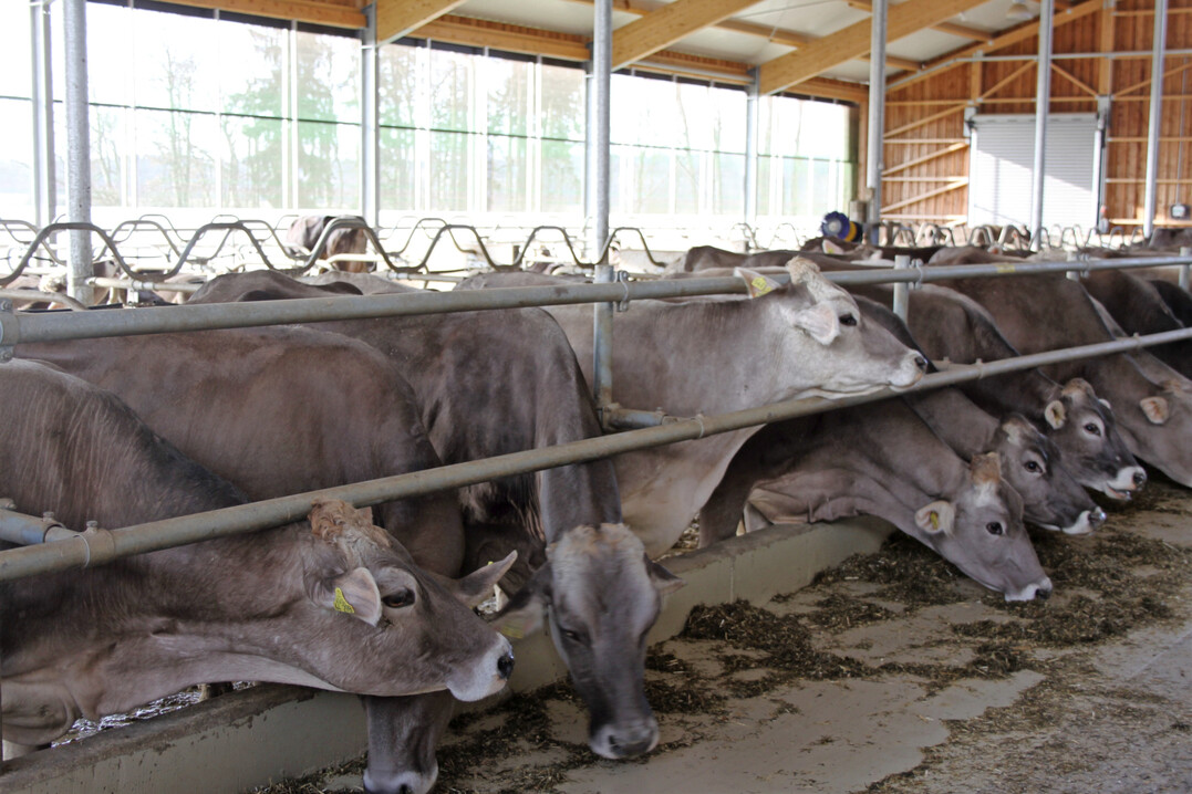 Anforderungen erfüllt: Der Verein Futtermitteltest hat verschiedene Milchleistungsfutter von Herstellern in Baden-Württemberg getestet. Die Ergebnisse fielen positiv aus.
