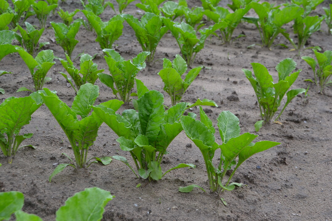 Einen anfänglichem Entwicklungsrückstand holten die Rüben ab Ende Mai auf.