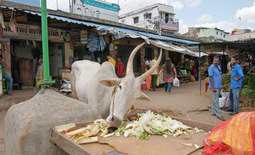 Milchkuh in einer Gasse im dichtbesiedelten Bengaluru.