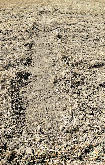 Eine sehr flache Stoppelbearbeitung ist die Grundlage für ein erfolgreiches Ackerfuchsschwanz-Management.