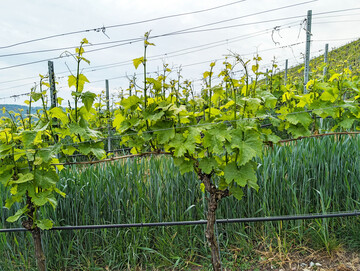 Für Umstrukturierungen von Rebflächen kann bis Ende August ein Antrag auf Förderung gestellt werden.