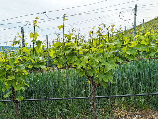 Für Umstrukturierungen von Rebflächen kann bis Ende August ein Antrag auf Förderung gestellt werden.